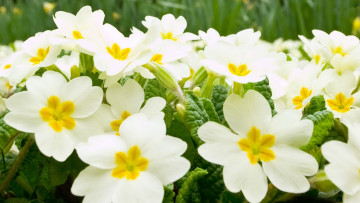 Картинка цветы примулы белый весна
