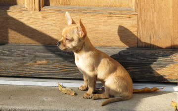 Картинка животные собаки щенок лист свет тень