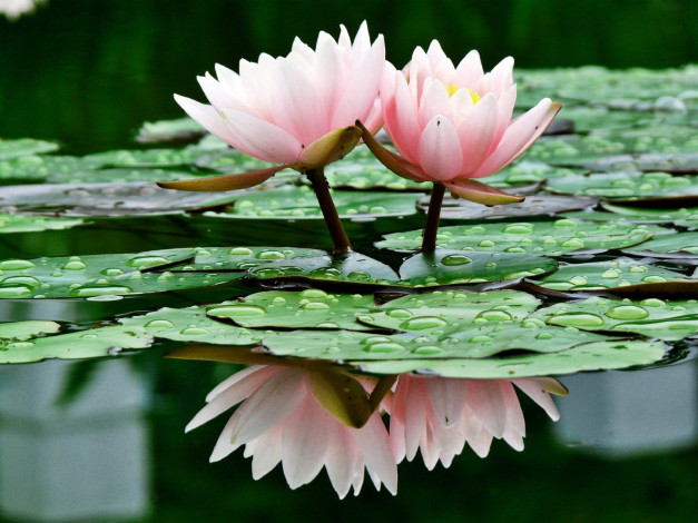 Обои картинки фото цветы, лилии, водяные, нимфеи, кувшинки, вода, листья, отражение