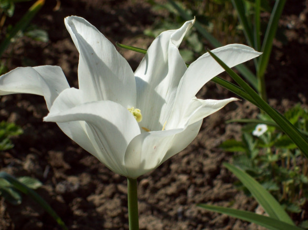 Обои картинки фото цветы, тюльпаны, белый