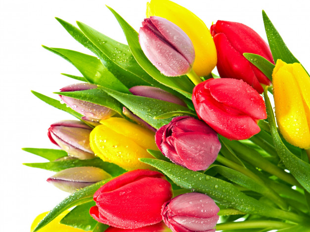 Обои картинки фото цветы, тюльпаны, зеленый, желтый, красный, капли