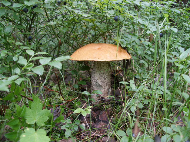 Обои картинки фото природа, грибы, голубика, трава, гриб