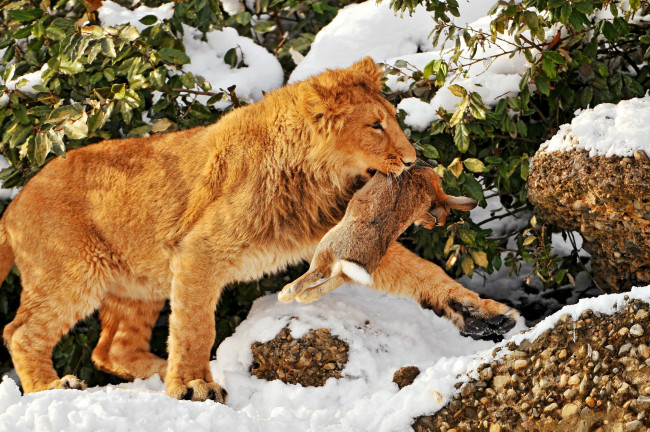 Обои картинки фото животные, львы, лев, заяц, снег, добыча