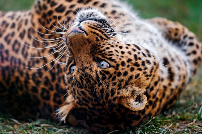 Обои картинки фото поиграем, животные, леопарды, морда, смотрит, лежит, леопард