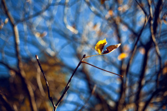 Картинка природа листья небо макро осень ветки