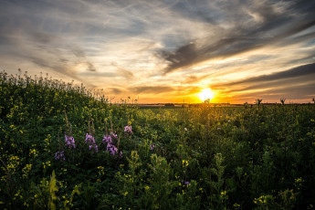 Картинка природа восходы закаты заря тучи горизонт цветы трава поле