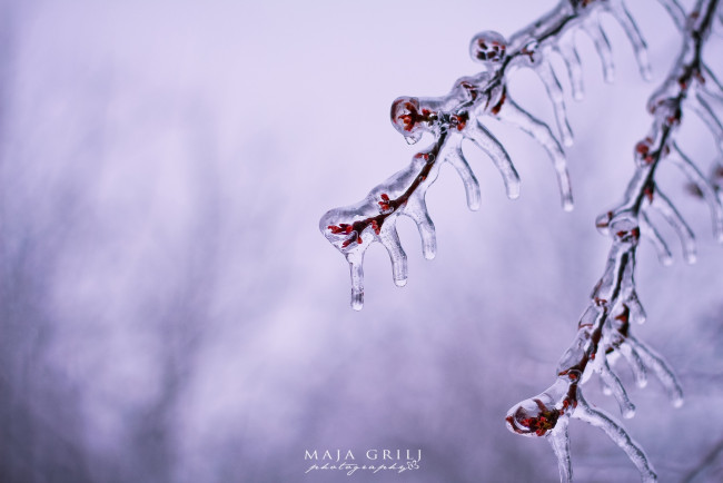 Обои картинки фото природа, макро, заморозки, холод, лед, ветки