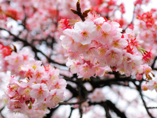 Картинка цветы сакура +вишня размытость ветки цветение