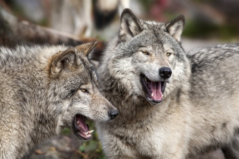 Картинка животные волки +койоты +шакалы