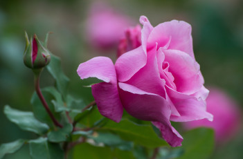 Картинка цветы розы бутон розовый роза лепестки макро