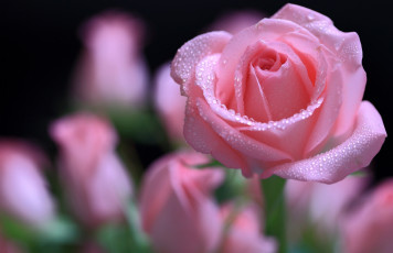 Картинка цветы розы капли нежность лепестки макро роза