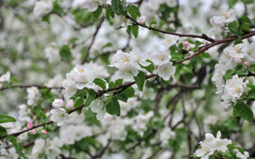 Картинка цветы цветущие+деревья+ +кустарники яблоня весна ветки дерево