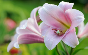 Картинка цветы лилии +лилейники розовый лилия макро нежность капли