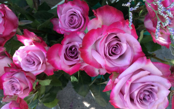 Картинка цветы розы двухцветные