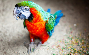 Картинка животные попугаи попугай ара корм