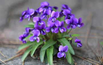 Картинка цветы фиалки фиалка фиолетовый виола лесная