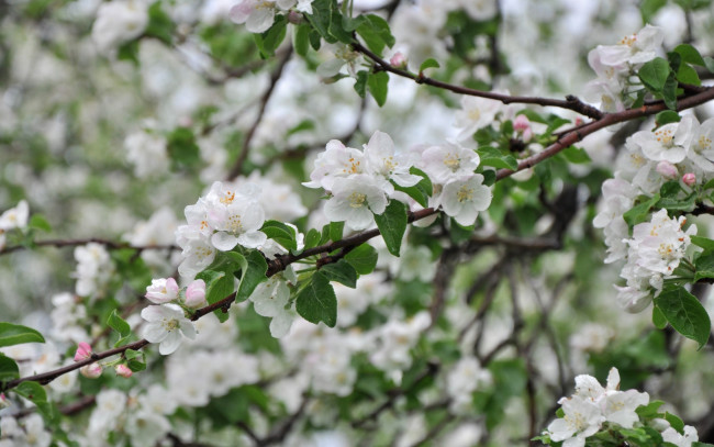 Обои картинки фото цветы, цветущие деревья ,  кустарники, яблоня, весна, ветки, дерево