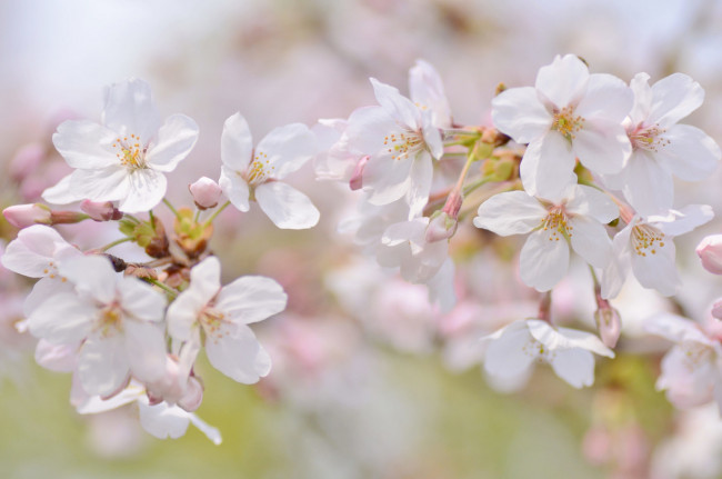 Обои картинки фото цветы, сакура,  вишня, нежность, макро, ветка, весна, вишня