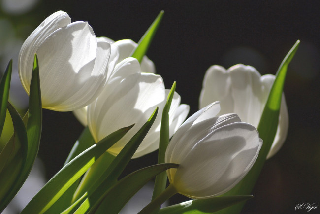 Обои картинки фото цветы, тюльпаны, белый, бутоны