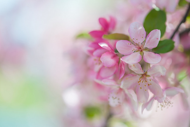Обои картинки фото цветы, цветущие деревья ,  кустарники, макро, розовый, ветка, яблоня
