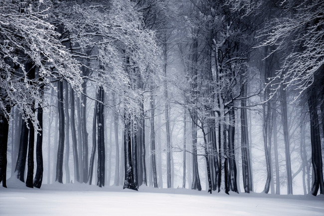 Обои картинки фото природа, лес, зима, деревья, снег