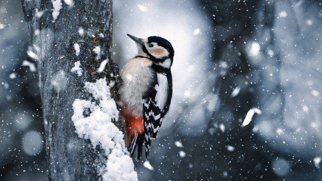 Обои картинки фото животные, дятлы, черный, белый, дятел, птица, сидит, ствол, дерево, снег