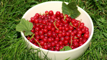 Картинка еда смородина трава миска красная ягоды