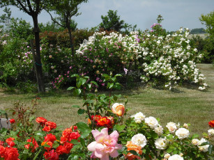Картинка цветы розы сад роз вандея