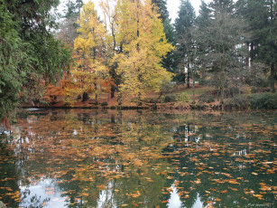 Картинка laurel hurst park pond природа парк