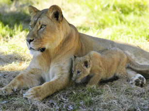 Картинка животные львы львица львёнок котёнок