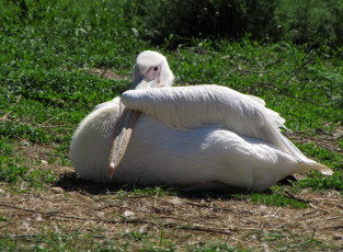 Картинка животные пеликаны клюв крыло