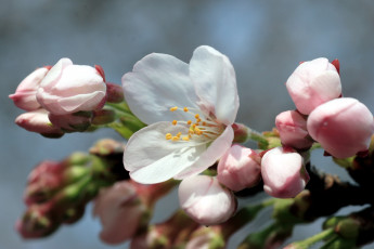 Картинка цветы цветущие деревья кустарники цветение весна ветка