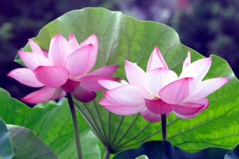 Картинка цветы лотосы розовый листья
