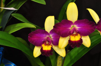 Картинка цветы орхидеи экзотика лиловый желтый