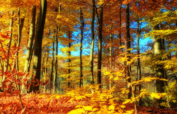 Картинка природа лес листва осень