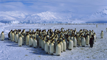 Картинка emperor penguin colon antarctica животные пингвины