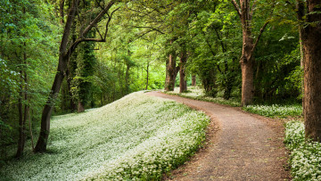 Картинка природа дороги деревья весна лесопарк лес тропинка черемша германия
