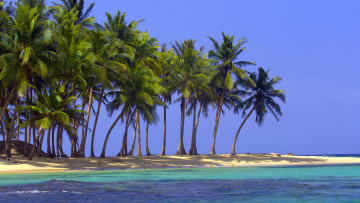 Картинка природа тропики пальмы песок море океан пляж