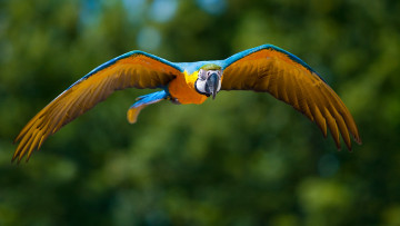 Картинка животные попугаи полёт