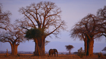 Картинка животные слоны деревья слон