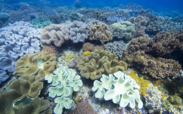 Картинка природа морские глубины коралл океан подводный мир