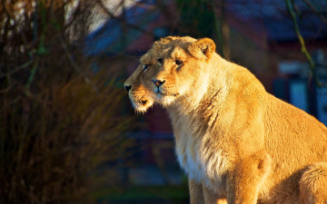 Картинка животные львы лев греются пара