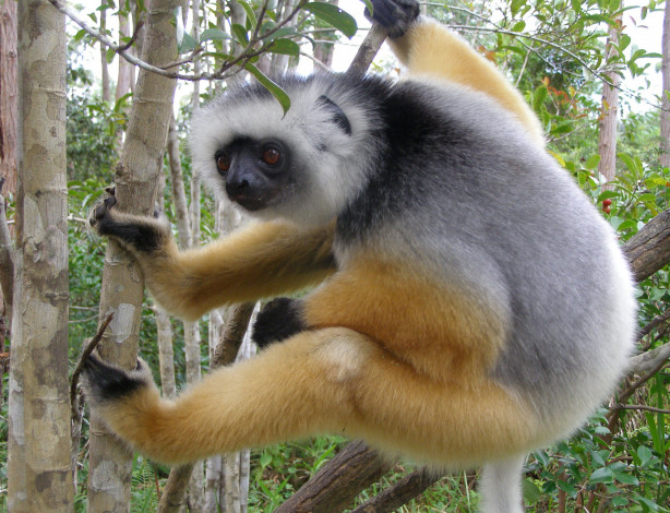 Обои картинки фото lemur, животные, лемуры, diademed-lemur