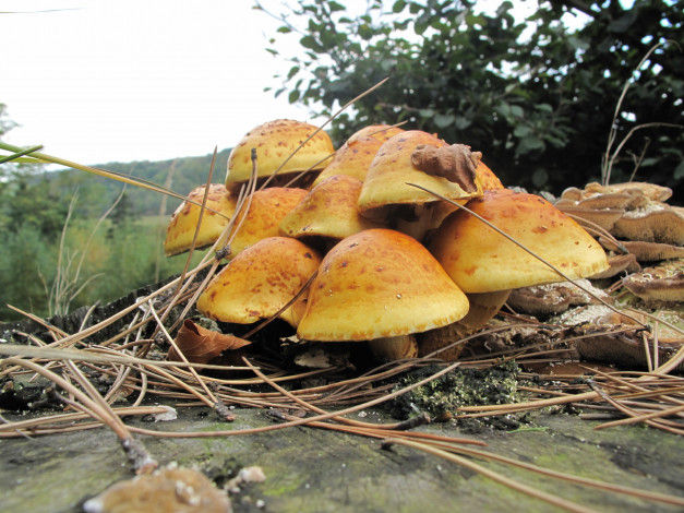 Обои картинки фото природа, грибы, иголки, пень