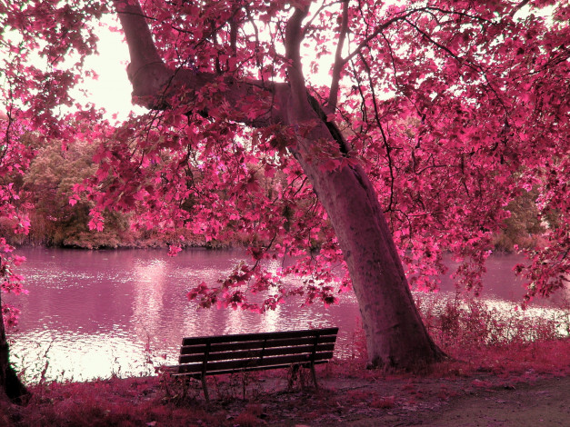 Обои картинки фото природа, парк, дерево, скамейка, пруд
