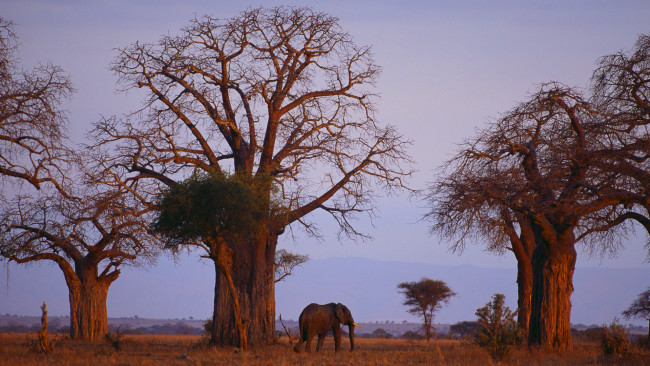 Обои картинки фото животные, слоны, деревья, слон