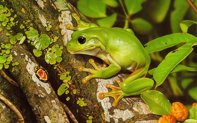 Обои картинки фото животные, лягушки, зеленый