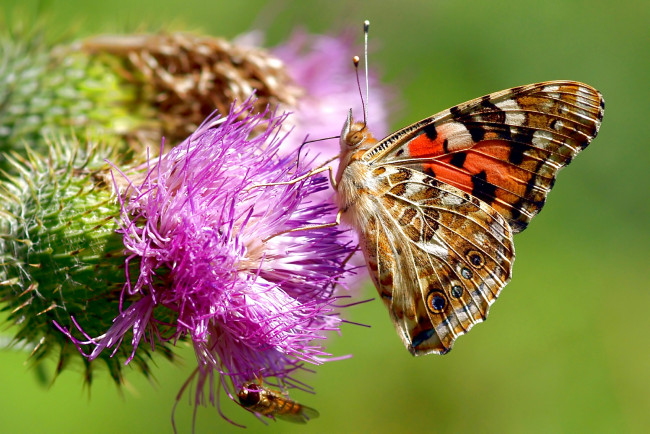 Обои картинки фото животные, бабочки, чертополох, крылья