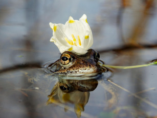 Картинка царевна лягушка животные лягушки цветок корона вода царевна-лягушка