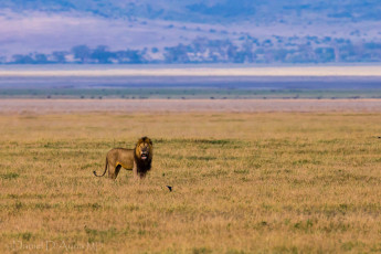 Картинка животные львы царь саванна